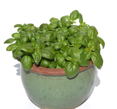 Basilikum, Ocimum basilicum, ist eine Heilpflanze und Kuechengewuerz mit gruenen Blaettern. Basil, Ocimum basilicum, is a medicinal plant and kitchen ware with green leaves.