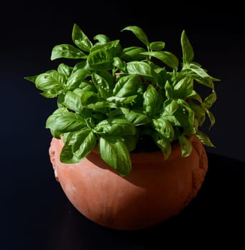 Basilikum, Ocimum basilicum, ist eine Heilpflanze und Kuechengewuerz mit gruenen Blaettern. Basil, Ocimum basilicum, is a medicinal plant and kitchen ware with green leaves.