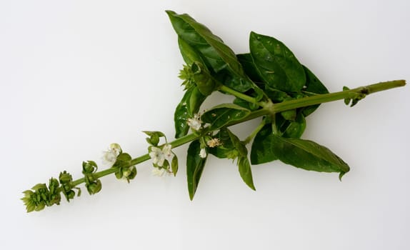 Basilikum, Ocimum, basilicum, Heilpflanze, Kraeuter