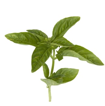 Basilikum  Ocimum  basilicum  Heilpflanze