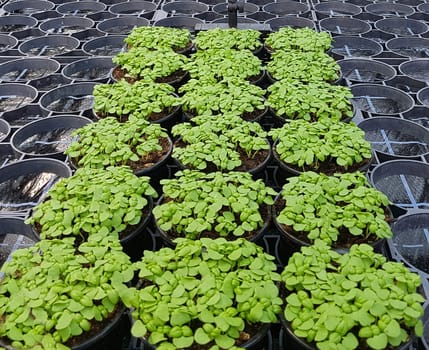 Basilikum, Ocimum, basilicum, Heilpflanze, Kraeuter