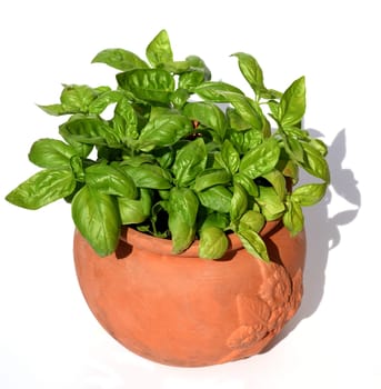 Basilikum, Ocimum basilicum, ist eine Heilpflanze und Kuechengewuerz mit gruenen Blaettern. Basil, Ocimum basilicum, is a medicinal plant and kitchen ware with green leaves.