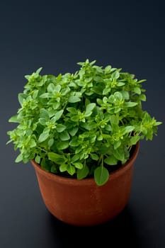Basilikum, Ocimum, basilicum