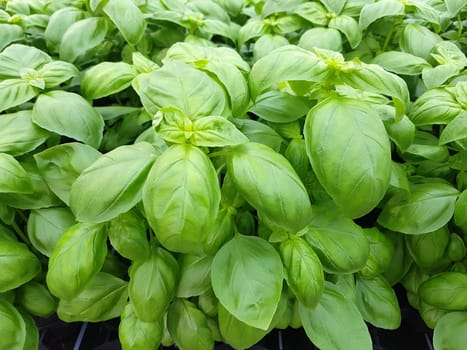 Basilikum, Ocimum, basilicum, Heilpflanze, Kraeuter