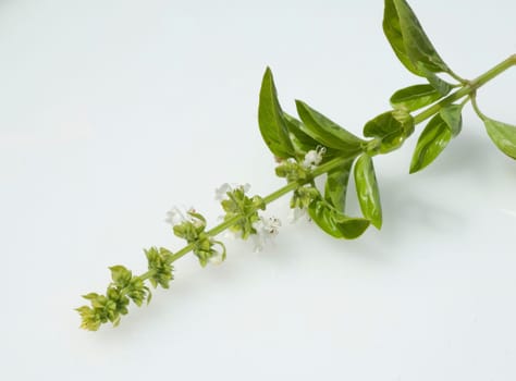 Basilikum  Ocimum basilicum, Bluete