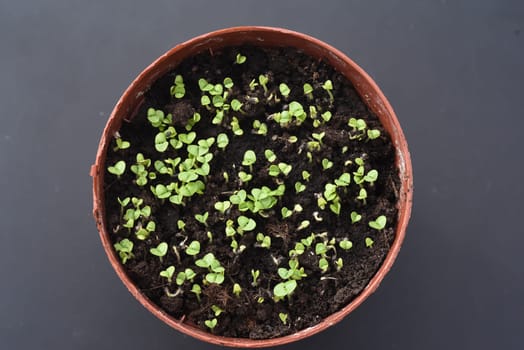 Basilikum, Ocimum, basilicum, Heilpflanze, Kraeuter, Anzucht