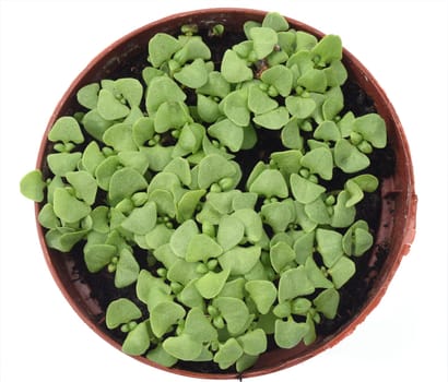 Basilikum, Ocimum, basilicum, Heilpflanze, Kraeuter, Anzucht