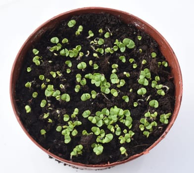 Basilikum, Ocimum, basilicum, Heilpflanze, Kraeuter, Anzucht