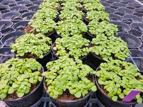 Basilikum, Ocimum, basilicum, Heilpflanze, Kraeuter