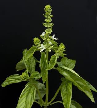 Basilikum  Ocimum basilicum