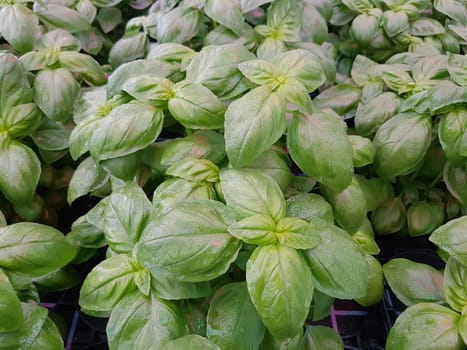 Basilikum, Ocimum, basilicum, Heilpflanze, Kraeuter