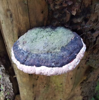 Baumpilz, Pilz, Porling
