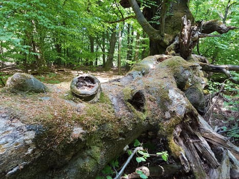 Urwald, Sababurg, Reinhardswald