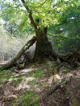 Urwald, Sababurg, Reinhardswald