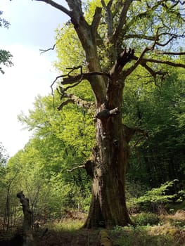 Urwald, Sababurg, Reinhardswald