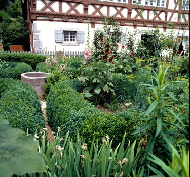 Bauerngarten, Buchsbaumhecke