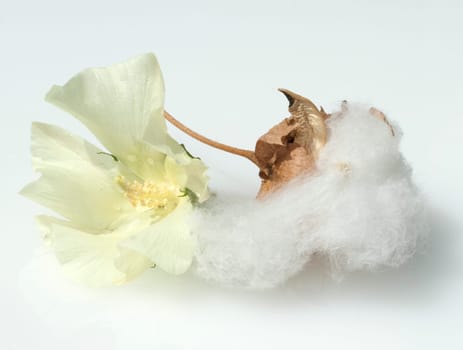 Baumwolle  Gossypium  hirsutum