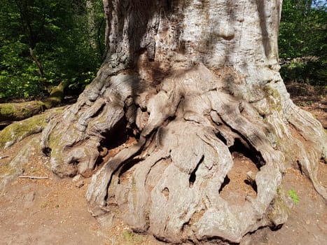 Urwald, Baumriesen, Totholz
