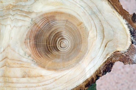 Jahresringe  Fichte  Picea  abies  Rottanne  Jahrring  Holzring