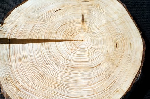 Jahresringe  Fichte  Picea  abies  Rottanne  Jahrring  Holzring