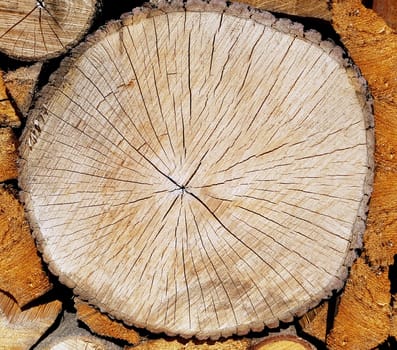 Jahresringe, Jahrring, Holzring, Stieleiche, Quercus, robur
