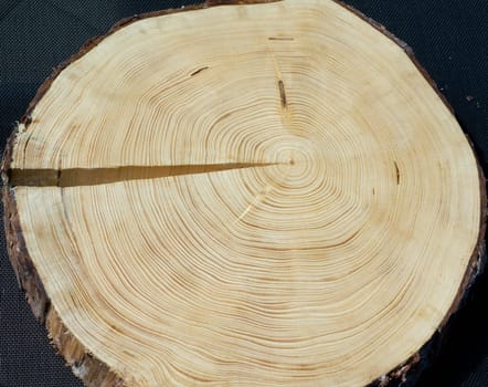 Jahresringe  Fichte  Picea  abies  Rottanne  Jahrring  Holzring