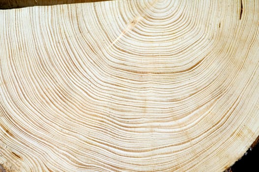 Jahresringe  Fichte  Picea  abies  Rottanne  Jahrring  Holzring