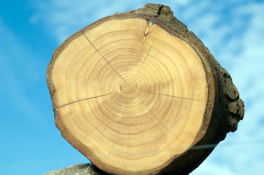 Jahresringe  Kirschbaum  prunus  Jahrring