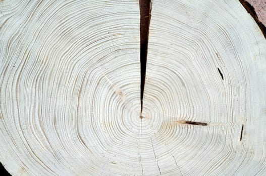 Jahresringe  Fichte  Picea  abies  Rottanne  Jahrring  Holzring