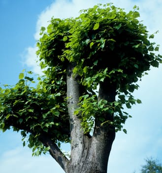 Baumschnitt