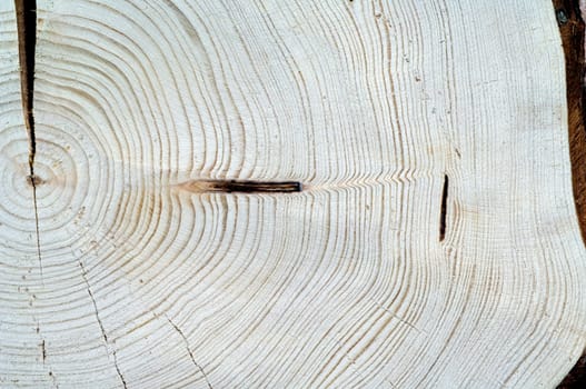 Jahresringe  Fichte  Picea  abies  Rottanne  Jahrring  Holzring