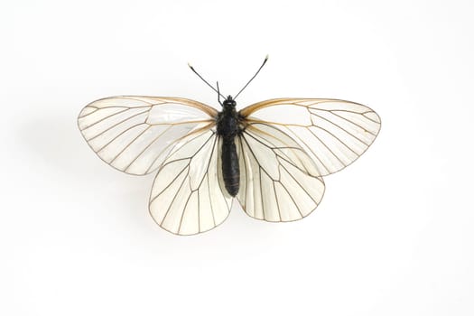 Baumweissling, Baum-Weissling, Aporia, crataegi