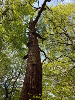 Urwald, Sababurg, Reinhardswald
