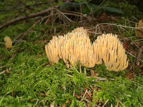 Becherkoralle, Becherkorallen, Clavicorona, pyxidata
