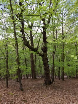 Urwald, Sababurg, Reinhardswald