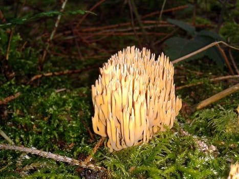 Becherkoralle, Becherkorallen, Clavicorona, pyxidata