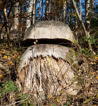 Baumstumpf, Pilz