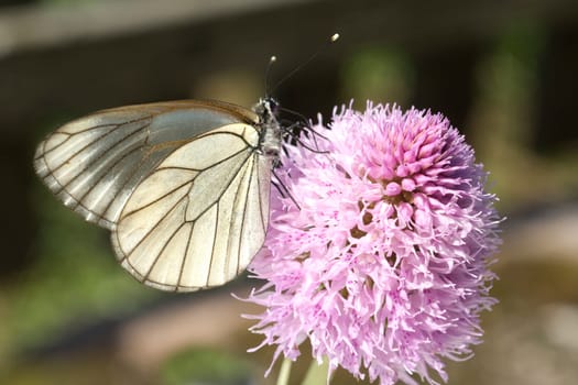 Baumweissling, Baum-Weissling, Aporia, crataegi