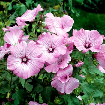 Bechermalve, Buschmalve, Lavatera trimestris