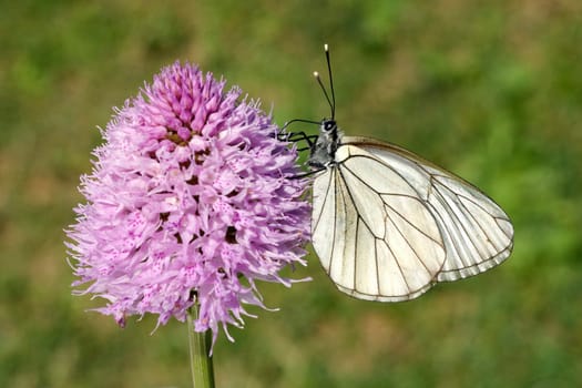 Baumweissling, Baum-Weissling, Aporia, crataegi
