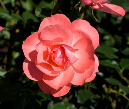 Beetrose, Meillands Rose, Kurfuerstendamm