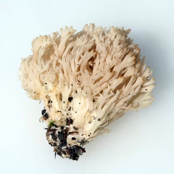 Becherkoralle, Clavicorona, pyxidata