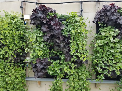 Schoene Fassadenbegruenung fuer bessere Luft in Staedten. Nice facade greening for better air in cities.