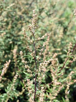 Beifuss, Artemisia, vulgaris