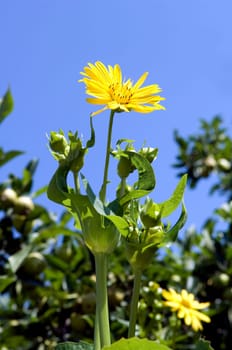Becherpflanze, Silphium