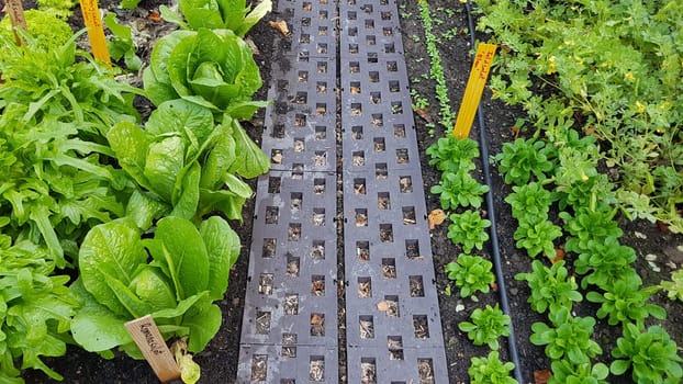 Beetlaufsteg, Laufsteg, Weg, Garten