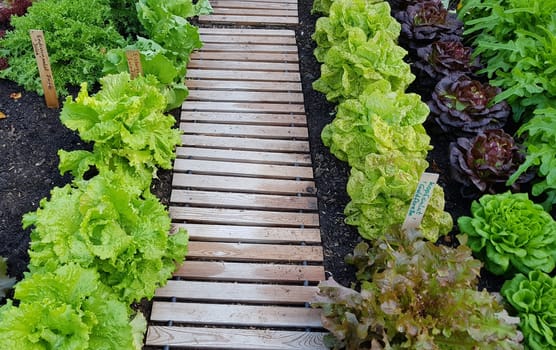 Beetlaufsteg, Laufsteg, Weg, Garten