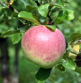 Beerbacher Taffetapfel, Apfel, Malus, domestica, Alte Apfelsorte