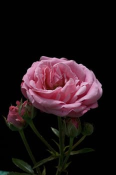 Beetrose  Bella Rosa
