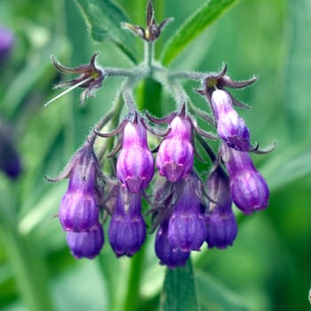 Beinwell, Symphytum officinale